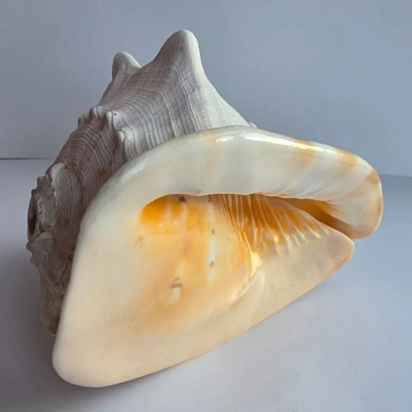 Giant 9" Cassis cornuta helmet sea  shell. Collector home decor - Picture 4 of 6